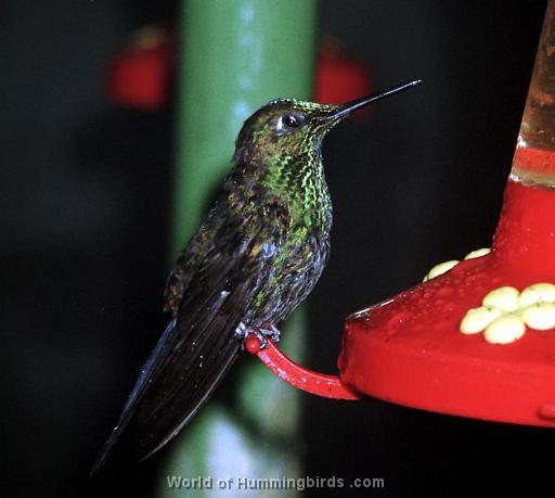 Hummingbird Garden Catalog: Green-Crowned Brilliant